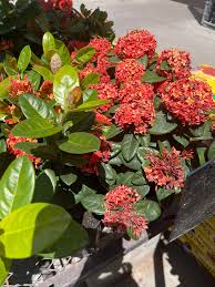 Image result for Ixora seretii