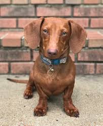 Dachshund Portrait 2 Daisy Short Haired Red Miniature Dachshund Dog Photoshoot Sausagedog Doxie Dachshundlo Weenie Dogs Dog Photoshoot Dachshund Lovers
