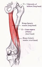 Diagram of glutes and hamstrings. Reverse Glute Ham And Hamstring Injuries Rogers Athletic
