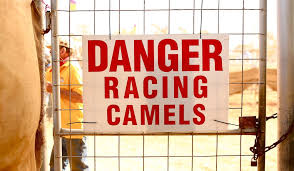 I sat next to her once in the bus from agerstown and we sort of struck up a conversation. Outback Racing Alice Springs Camel Cup Australian Traveller