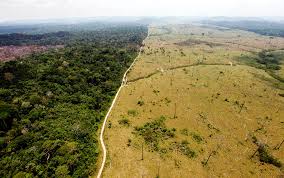 Protecting the forest is our mutual responsibility, no matter how far away we live from the nearest one. Using Satellites To Stop Deforestation Before It Happens Wired