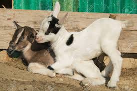 Portrait Of Two Funny Baby Goats Sitting On The Ground Stock Photo Picture And Royalty Free Image Image 64276646