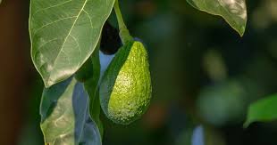 Avocado Tea Could Have Health Benefits Eat This Not That Avocado Leaves Avocado Avocado Fruit
