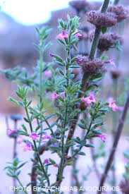 Image result for Micromeria