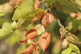 Image result for Flemingia strobilifera