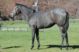 1 · osaka, japan ·. ãƒŸãƒ³ãƒŠãƒŽãƒ'ãƒ¼ãƒ­ãƒ¼ã®æ–°é¦¬ãƒ‡ãƒ¼ã‚¿ Netkeiba Com