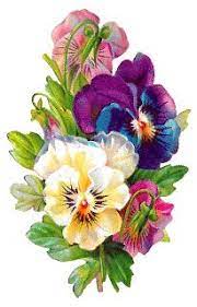 Antique Images Pansies Botanical Artwork Flower Illustration Pansies Flowers