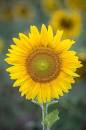 Image result for what flowers bloom in july uk