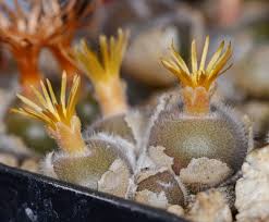 Image result for Chlorophytum nubicum