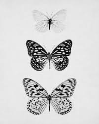 Black Blue And White Butterfly Meaning Monochrome Monotone Black White Butterfly Butterfly Art Prints Nature Prints