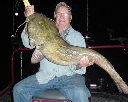 Flathead Catfish Fishing For Monsters In The Susquehanna River