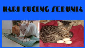 Hari kucing sedunia diperingati setiap 8 agustus. M0ry6lbk7fiztm