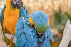 In date case you must provide similar nutrition to its natural diet. Pet Bird And Parrot Behavior Pet Birds By Lafeber Co