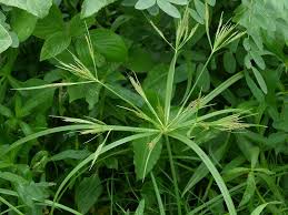 Image result for Cyperus distans