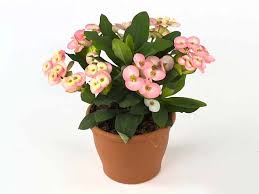 Image result for Euphorbia glanduligera