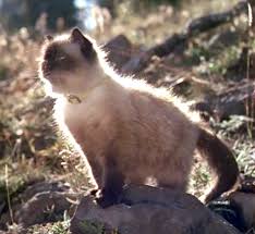 Sassy In Homeward Bound Dog Movies Homeward Bound Movie Cats And Kittens