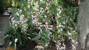 Image result for Clerodendrum abilioi