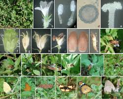 Image result for Spermacoce princeae