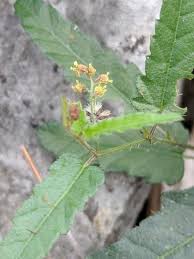 Image result for Tragia hildebrandtii