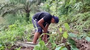 Tongkat ali tongkat ali testimonials jarrow tongkat ali long jack tongkat ali pokok aji anak benih tongkat ali pics of tongkat new chapter tongkat ali pokok raja kayu projek tongkat tongkat ali dosage akar pinang tongkat ali bodybuilding herba tongkat ali tongkat ali plant. Kenali Tongkat Ali By Discover Petrosains