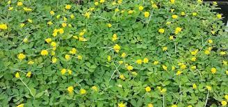 Welcome to the perennial peanut producers association web site. Perennial Peanut Ground Cover Hydropro Sales Inc