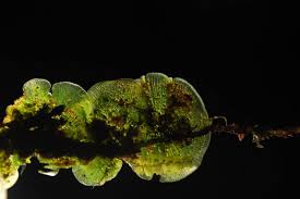 Image result for Didymoglossum