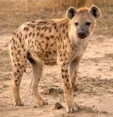Examples of scavenger animals include: Hyenas Scavenger Mammals Of Africa And Asia Hyena Animals Wild Striped Hyena