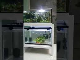 Atau ingin tahu model aquarium air tawar dan cara menghias aquarium murah? Aneka Ikan Molly Youtube