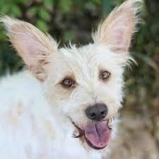 We are providing a reduced veterinary service at this time because we are limited on the number of staff and owners we can safely have inside our pet if you live near one of our pet hospitals and you are receiving benefits, but you do not qualify for free treatments, then you might still qualify for our low. Medium Mixed Breed