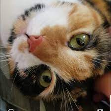 July 13, 2003.words and music. Pet Of The Week Meet Callie