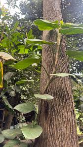 Image result for Epipremnum en casa