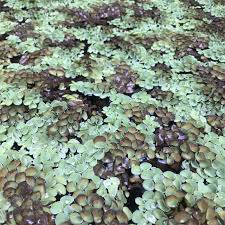 Image result for Salviniaceae