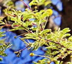 Image result for Acacia erioloba