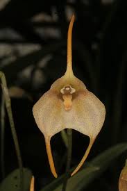 Masdevallia Floribunda Types Of Orchids Growing Orchids Orchid Care