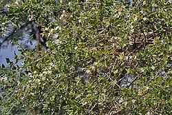 Image result for Clerodendrum tricholobum