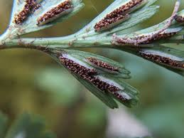 Image result for Asplenium goetzei