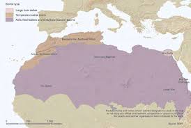 Image result for Pycreus fluminalis