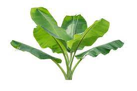 Banana Tree Pictures Images And Stock Photos Istock Banana Tree Tree Images Tree Illustration