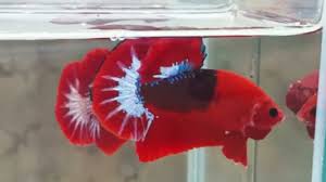 This place takes over a good six miles of land underground. Hellboy Betta Episode 13 Youtube