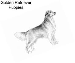 English golden retriever puppies spokane. Retrievers Golden Retriever For Sale In Spokane Agriseek Com