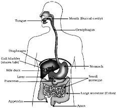 Free ncert and other textbook solutions. Draw The Diagram Showing The Structure Of Human Alimentary Canal And Label The Following Parts Sarthaks Econnect Largest Online Education Community