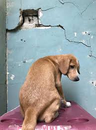 We have adoption events each weekend and some of these pets may be at those events on saturday and sunday. 30 Dogs Saved From The Puerto Rican Earthquakes Are Coming To Philly For Adoption