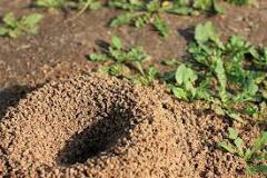 Image result