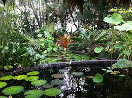 Costa Rica 171 Jpg Tropical Garden Tropical Landscaping Mondo Grass