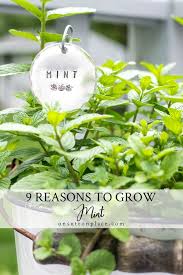 9 Good Reasons To Grow A Mint Plant In 2020 Mint Plants Container Herb Garden Plants