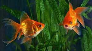 Apabila kamu tertarik memeliharanya, pastikan pakan di aquarium tempat ikan molly hidup selali tersedia ya. Ternyata Video Ikan Berenang Bisa Hilangkan Mabuk Kendaraan Otomotif Liputan6 Com