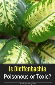 Pin On Best Of Plantcaretoday