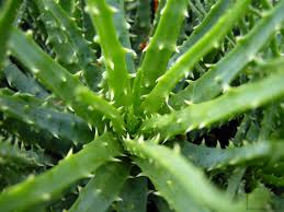 L'aloès humilis est une succulente à faible croissance qui forme des grappes denses de petites rosettes sans tige s'élevant jusqu'à 15 cm de large (ou très peu de largeur). Aloes Niski Opis I Uprawa Chlorofilowy Dziennik