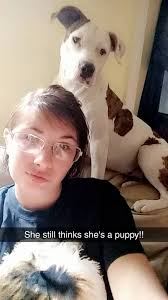 Found dog between Lake Olmstead and Washington Rd