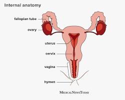 Image of Female Reproductive System Diagram